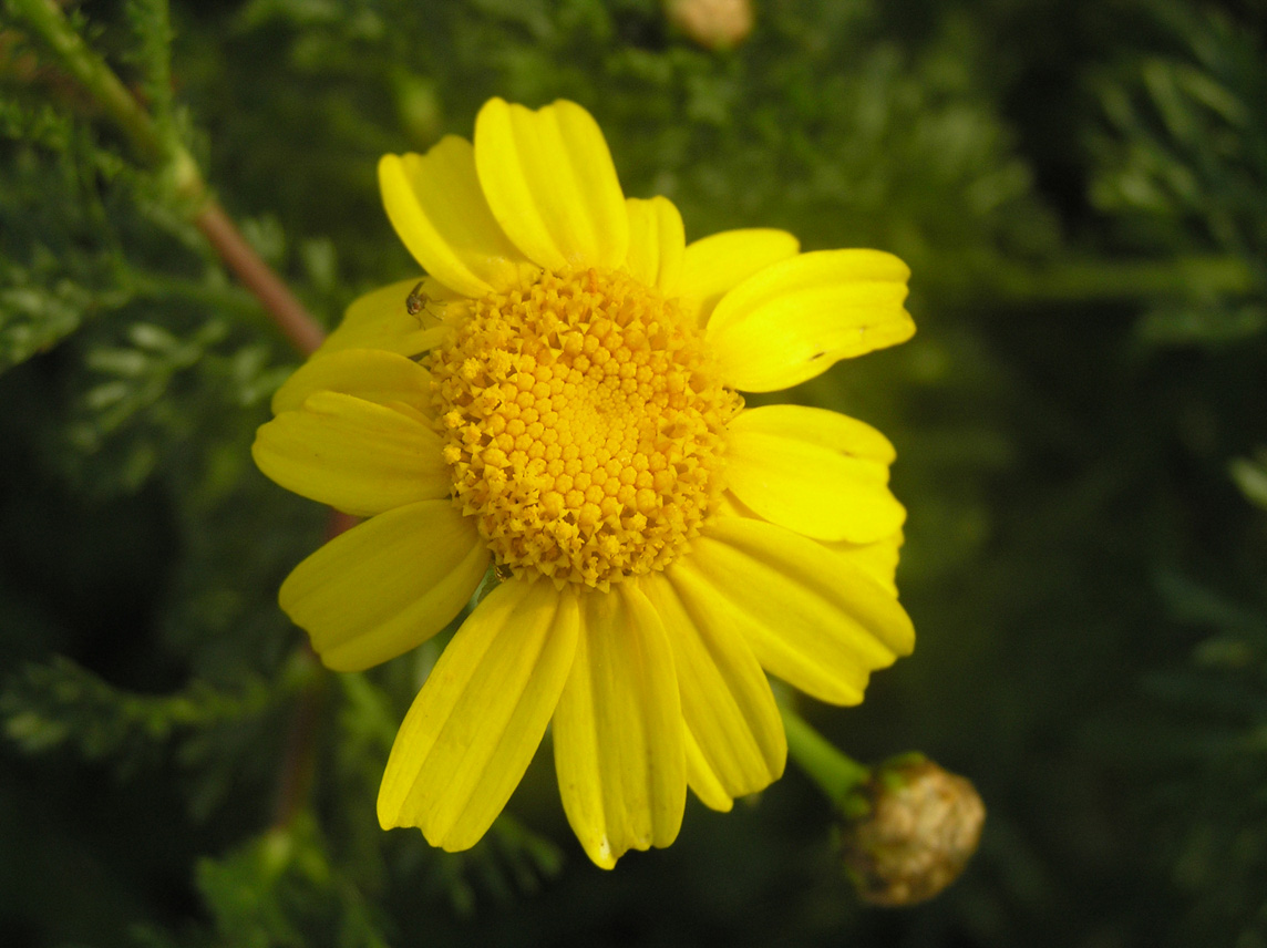 Glebionis coronaria (=Chrysanthemum coronarium) / Crisantemo giallo